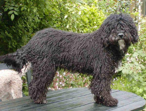 Фотографии к статье: Испанская водяная собака (Spanish Water Dog) / Советы по уходу и воспитанию породы собак, описание собаки, помощь при болезнях, фотографии, дискусии и форум.
