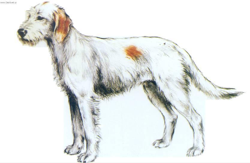 Фотографии к статье: Истрийская жесткошерстная гончая (Istrian wire-haired scent hound) / Советы по уходу и воспитанию породы собак, описание собаки, помощь при болезнях, фотографии, дискусии и форум.