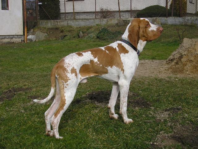 Фотографии к статье: Итальянская короткошерстная легавая (Bracco Italiano, Italian Pointing Dog) / Советы по уходу и воспитанию породы собак, описание собаки, помощь при болезнях, фотографии, дискусии и форум.