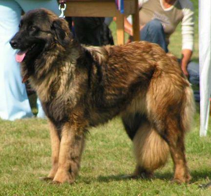 Фотографии к статье: Эштрельская овчарка (Estrela Mountain Dog) / Советы по уходу и воспитанию породы собак, описание собаки, помощь при болезнях, фотографии, дискусии и форум.