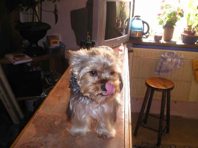 Фотографии к статье: Йоркширский терьер (Yorkshire Terrier) / Советы по уходу и воспитанию породы собак, описание собаки, помощь при болезнях, фотографии, дискусии и форум.