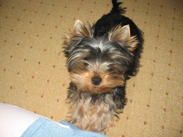 Фотографии к статье: Йоркширский терьер (Yorkshire Terrier) / Советы по уходу и воспитанию породы собак, описание собаки, помощь при болезнях, фотографии, дискусии и форум.