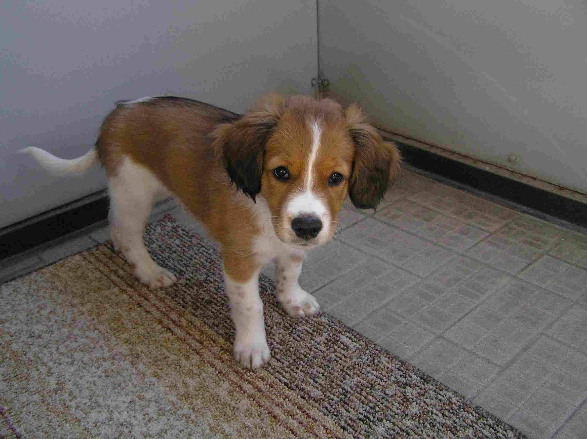 Фотографии к статье: Коикерхондье (Kooikerhondje) / Советы по уходу и воспитанию породы собак, описание собаки, помощь при болезнях, фотографии, дискусии и форум.