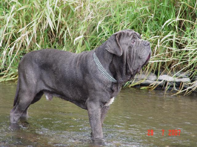 Фотографии к статье: Мастино-наполетано (Mastino Napoletano) / Советы по уходу и воспитанию породы собак, описание собаки, помощь при болезнях, фотографии, дискусии и форум.