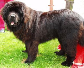 Фотографии к статье: Ньюфаундленд (Newfoundland) / Советы по уходу и воспитанию породы собак, описание собаки, помощь при болезнях, фотографии, дискусии и форум.