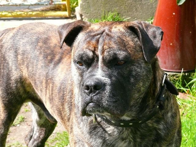 Фотографии к статье: Перро-дого-Майоркин (Ка-де-бо) (Perro de Presa Mallorquin) / Советы по уходу и воспитанию породы собак, описание собаки, помощь при болезнях, фотографии, дискусии и форум.