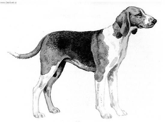 Фотографии к статье: Пойтевин (пуатевен) (Poitevin) / Советы по уходу и воспитанию породы собак, описание собаки, помощь при болезнях, фотографии, дискусии и форум.