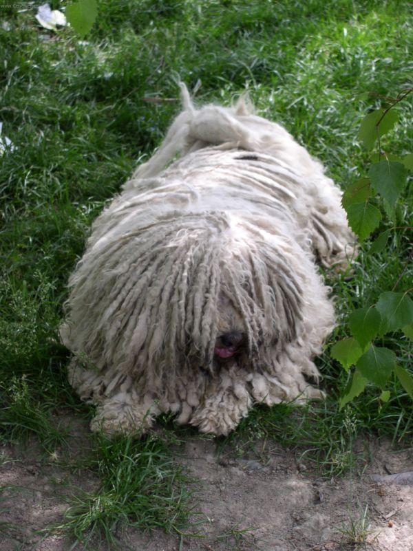 Фотографии к статье: Пули (венгерская водяная собака) (Hungarian Puli) / Советы по уходу и воспитанию породы собак, описание собаки, помощь при болезнях, фотографии, дискусии и форум.