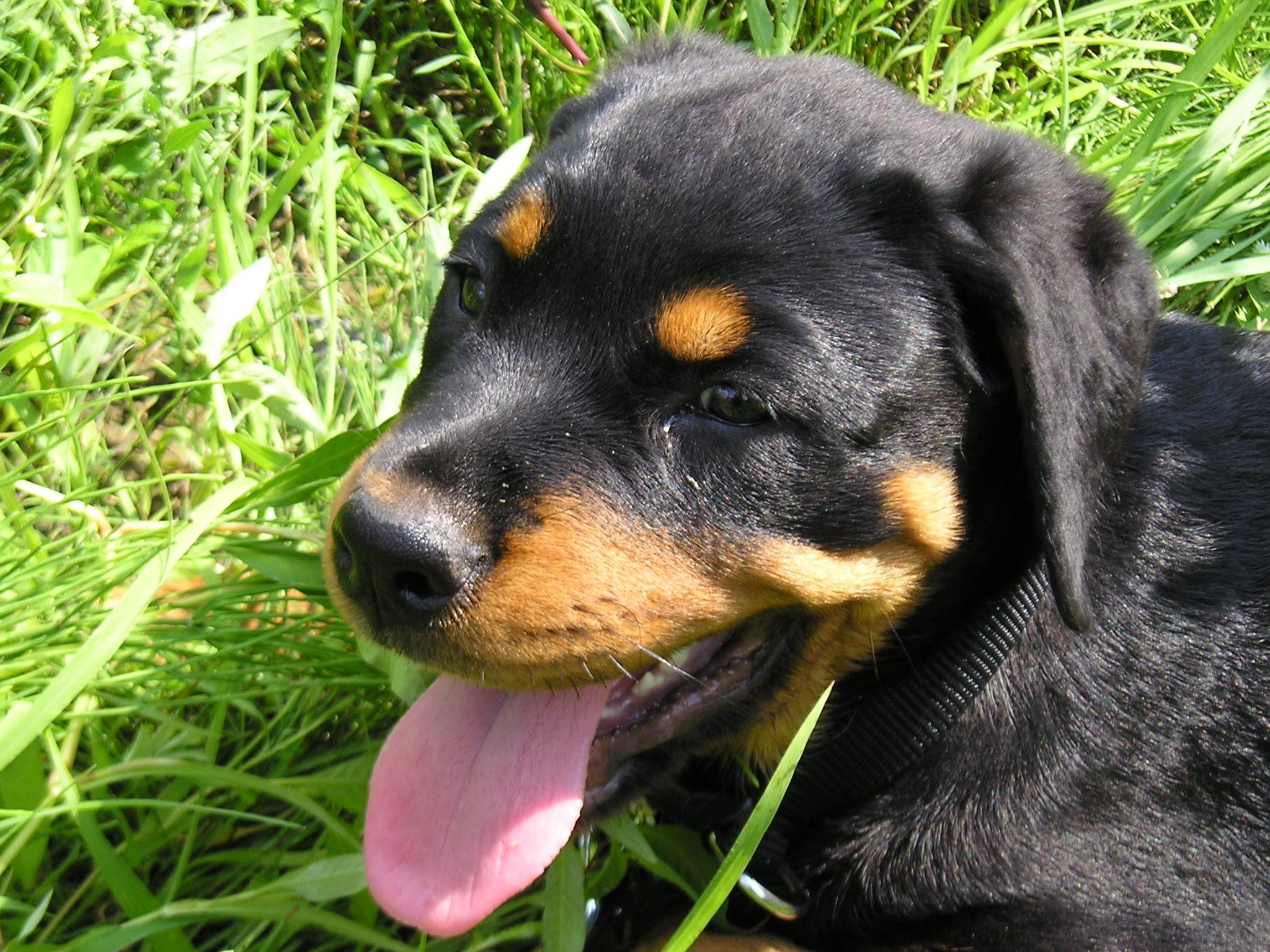 Фотографии к статье: Ротвейлер (Rottweiler) / Советы по уходу и воспитанию породы собак, описание собаки, помощь при болезнях, фотографии, дискусии и форум.
