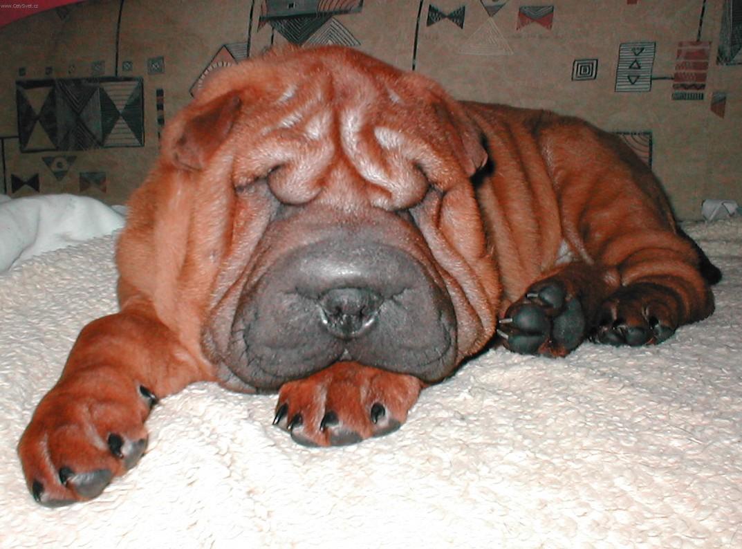 Фотографии к статье: Шарпей (Китайская бойцовая собака) (Shar-Pei) / Советы по уходу и воспитанию породы собак, описание собаки, помощь при болезнях, фотографии, дискусии и форум.
