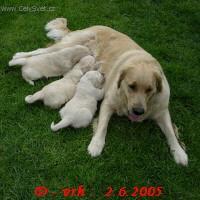 Фотографии к статье: Щенки (Puppies) / Советы по уходу и воспитанию породы собак, описание собаки, помощь при болезнях, фотографии, дискусии и форум.