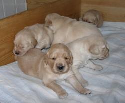 Фотографии к статье: Щенки (Puppies) / Советы по уходу и воспитанию породы собак, описание собаки, помощь при болезнях, фотографии, дискусии и форум.