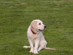 Фотографии к статье: Щенки (Puppies) / Советы по уходу и воспитанию породы собак, описание собаки, помощь при болезнях, фотографии, дискусии и форум.