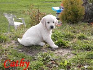 Фотографии к статье: Щенки (Puppies) / Советы по уходу и воспитанию породы собак, описание собаки, помощь при болезнях, фотографии, дискусии и форум.