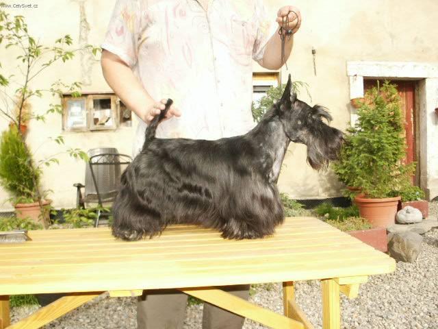 Фотографии к статье: Скотчтерьер (шотландский терьер) (Scottish Terrier) / Советы по уходу и воспитанию породы собак, описание собаки, помощь при болезнях, фотографии, дискусии и форум.
