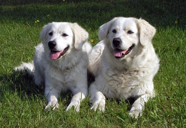 Фотографии к статье: Словацкий чувач (Slovak Cuvac) / Советы по уходу и воспитанию породы собак, описание собаки, помощь при болезнях, фотографии, дискусии и форум.