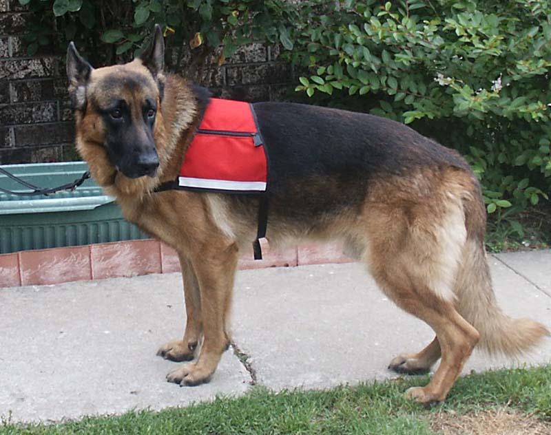 Фотографии к статье: Служебные собаки (Working dog) / Советы по уходу и воспитанию породы собак, описание собаки, помощь при болезнях, фотографии, дискусии и форум.