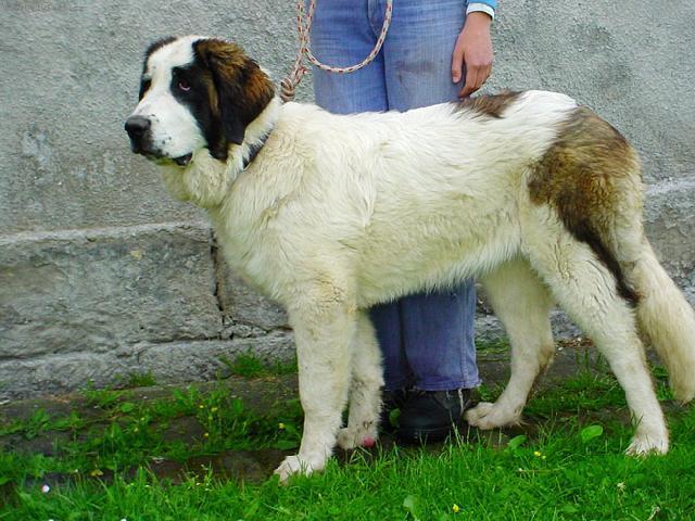 Фотографии к статье: Сторожевые собаки (Watching dogs) / Советы по уходу и воспитанию породы собак, описание собаки, помощь при болезнях, фотографии, дискусии и форум.