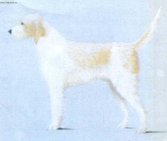 Фотографии к статье: Вандейский брикет-гриффон (Briquet griffon vendeen) / Советы по уходу и воспитанию породы собак, описание собаки, помощь при болезнях, фотографии, дискусии и форум.