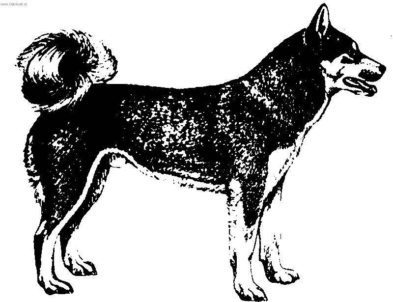 Фотографии к статье: Восточно-сибирская лайка (Laika Vostotchno-Sibirskaia, East Siberian Laika) / Советы по уходу и воспитанию породы собак, описание собаки, помощь при болезнях, фотографии, дискусии и форум.