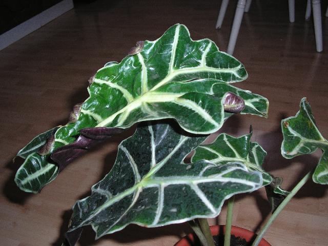 Фотографии к статье: Советы по выращиванию комнатных растений (Advices)