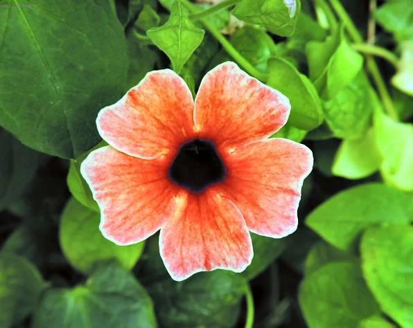 Фотографии к статье: Тунбергия (Thunbergia)