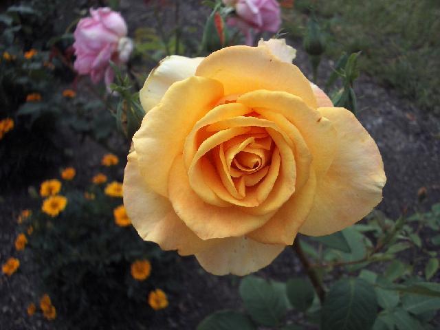 Фотографии к статье: Выращивание и разведение роз (Rosa)