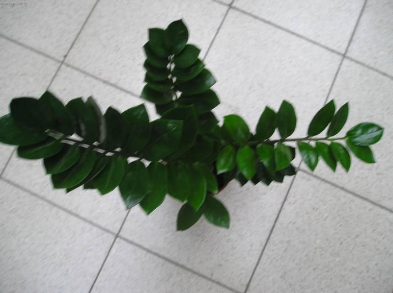 Фотографии к статье: Замиокулькас замиелистный (Zamioculcas zamiifolia)
