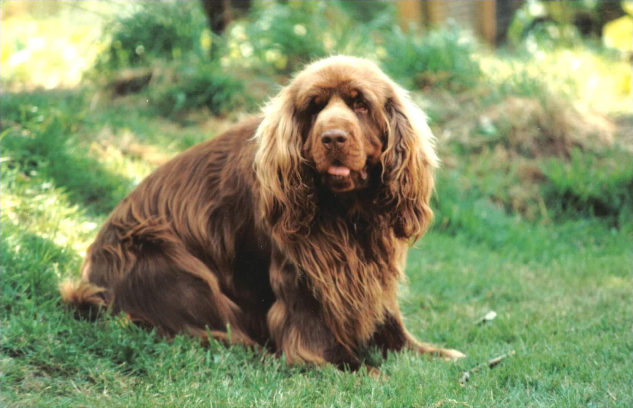 Photo: Sussex �pan�l-Barney (Sovaroma Sussex Spaniels)