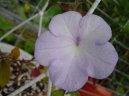 :  > Achimenes, Honzk, Kivtka (Achimenes)