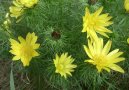 Adonis vernalis