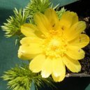 Adonis vernalis