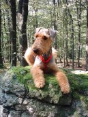 Airedale terrier \(Dog standard\)