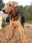 Ps plemena: Sluebn > Airedale terier (Airedale Terrier)