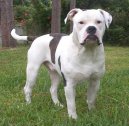 Alapaha Blue Blood Bulldog