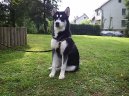 Alaskan Malamute