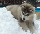 Alaskan Malamute