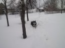 Alaskan Malamute