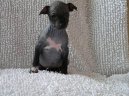 American Hairless Terrier