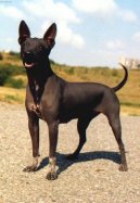 American Hairless Terrier