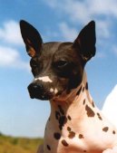 American Hairless Terrier