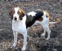 Ps plemena: Stedn > Americk foxhound (American Fox Hound)