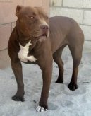 American Pit Bull Terrier