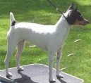 American Toy Fox Terrier