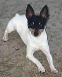 American Toy Fox Terrier