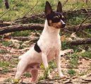 American Toy Fox Terrier