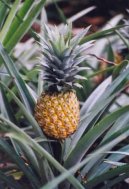 Ananas comosus variegatus