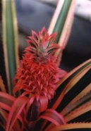 Ananas comosus variegatus