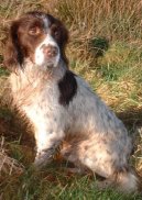 English Cocker Spaniel