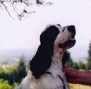 English Cocker Spaniel